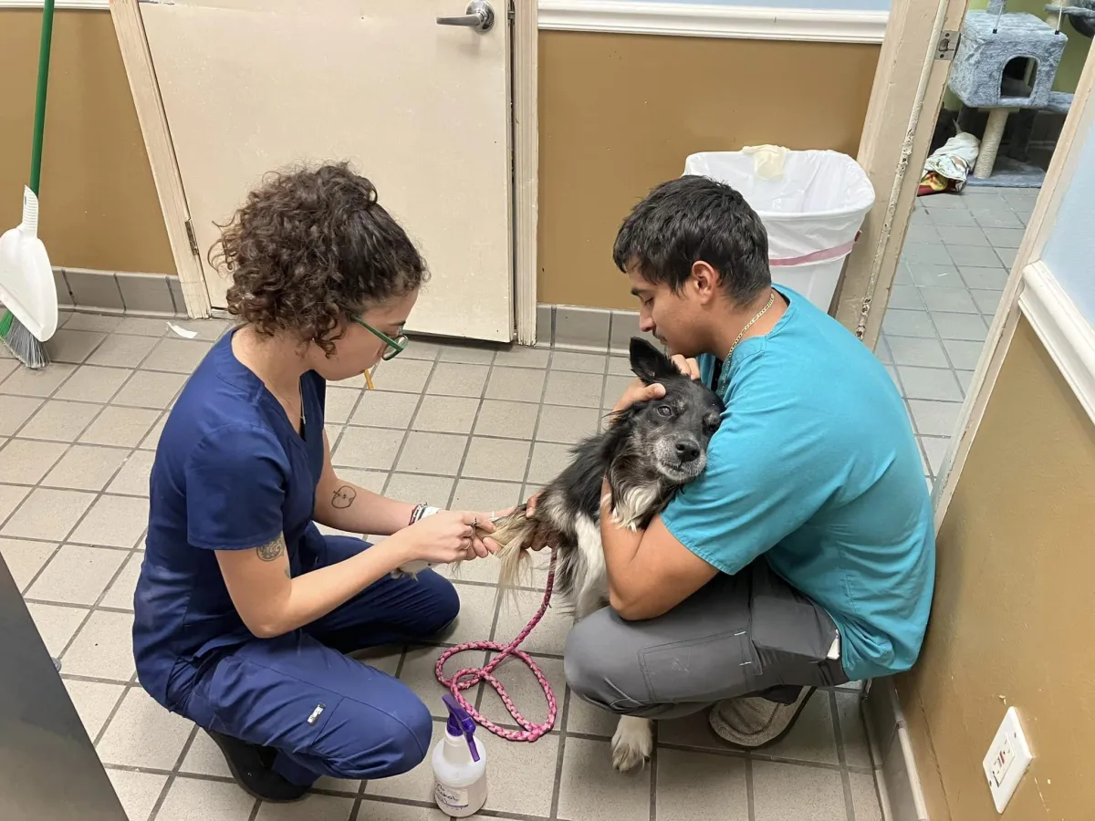 Professional veterinary team providing compassionate care to pets